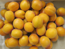 Abricot orange
